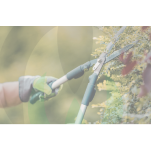 Pruning and Wood Cutting Equipment | Chainsaws & Shears