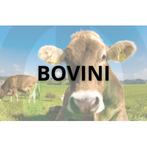 Cattle Farming Equipment | Calf and Cow Care