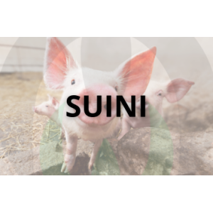 Pig Farming Equipment | Drinkers and Feeders