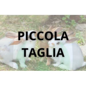 Allevamento Piccola Taglia