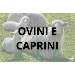 Allevamento Ovini e Caprini