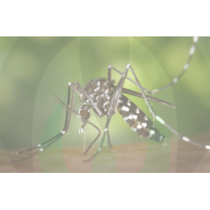 Insecticides