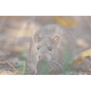 Rodenticides